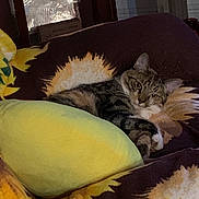 Mimi is registered to the contest to win money with this photo: cat, tabby, pet, indoor, blanket, yellow_pillow, sunflower_pattern, relaxed, feline, fur, animal, cozy, resting, home, cute, comfort, looking, soft, warm_lighting, domestic
