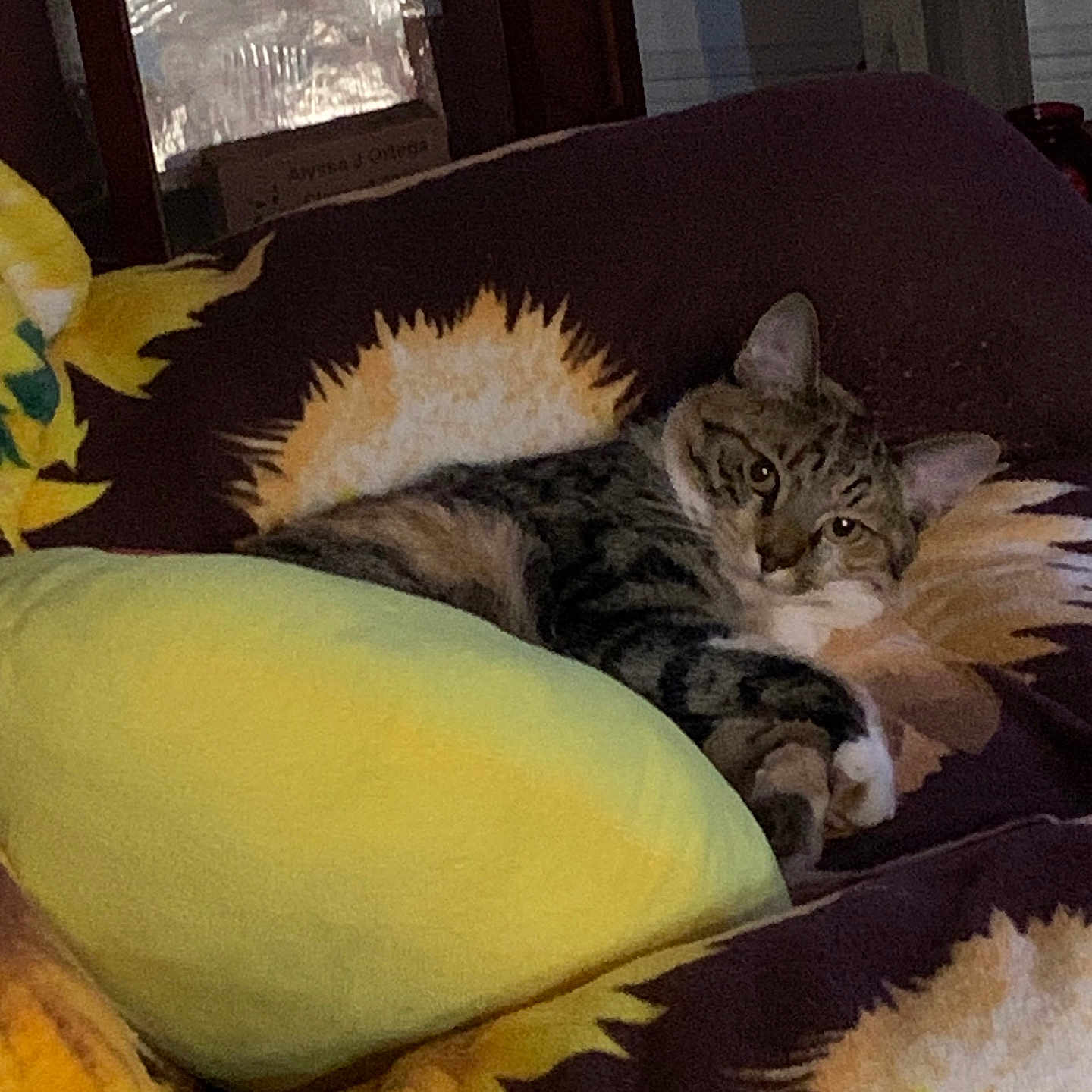 Mimi is registered to the contest to win money with this photo: animal, blanket, cat, comfort, cozy, cute, domestic, feline, fur, home, indoor, looking, pet, relaxed, resting, soft, sunflower_pattern, tabby, warm_lighting, yellow_pillow