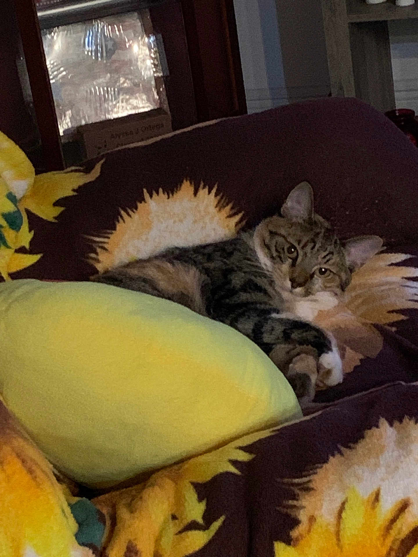 Mimi