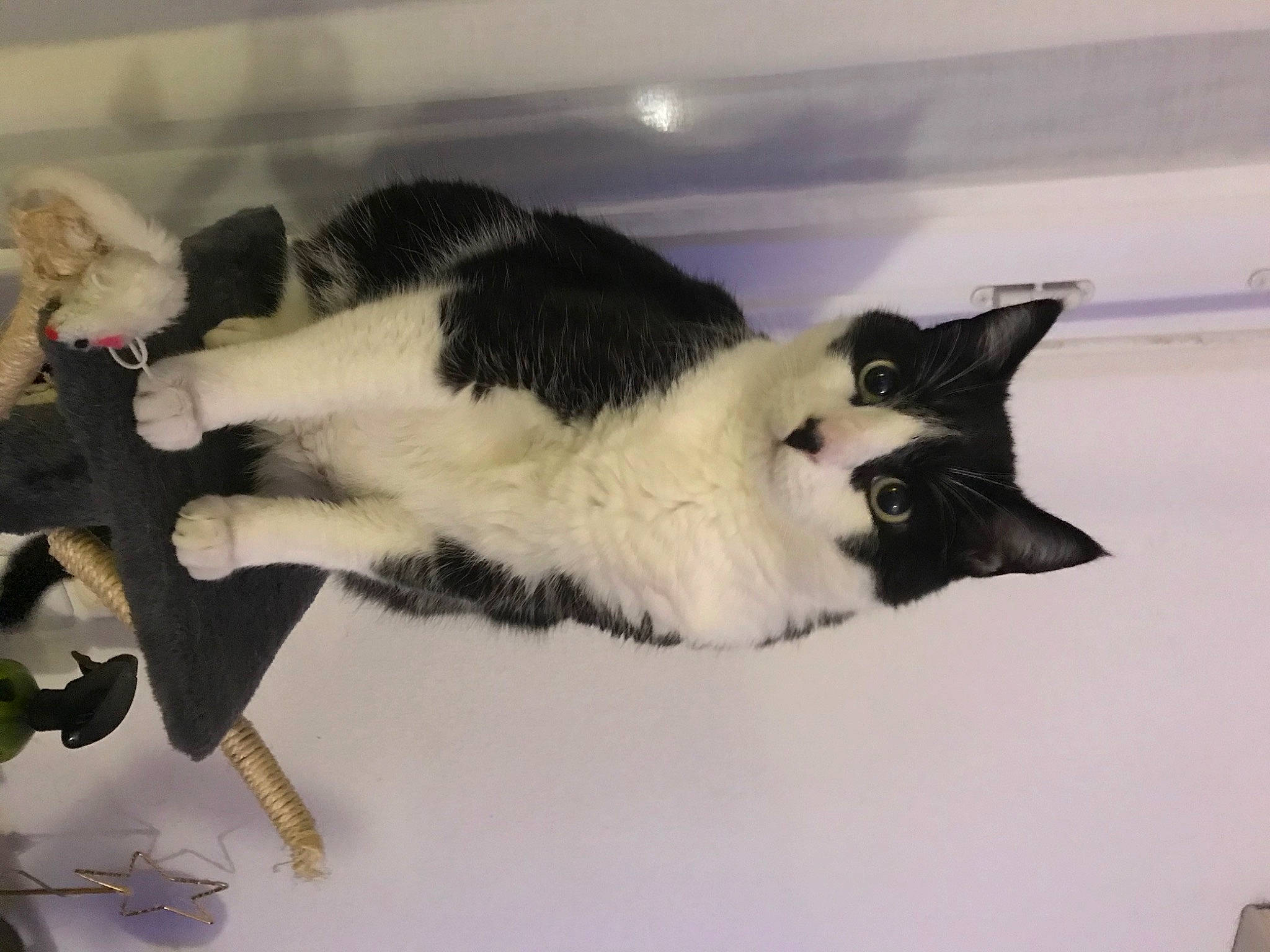 Jazz a rejoint le concours — aidez-le/la à gagner de superbes lots ! black_cat, canidae, carnivore, cat, claw, comfort, dog_breed, domestic_short_haired_cat, felidae, fur, paw, room, small_to_medium_sized_cats, snout, sporting_group, tail, whiskers