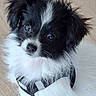 Billy participe au concours pour gagner de l'argent avec cette photo : adorable, animal, black_and_white, closeup, companion, curious, cute, dog, domestic_animal, fluffy, fur, harness, indoors, looking_up, pet, puppy, sitting, small_dog, wooden_floor, young_dog