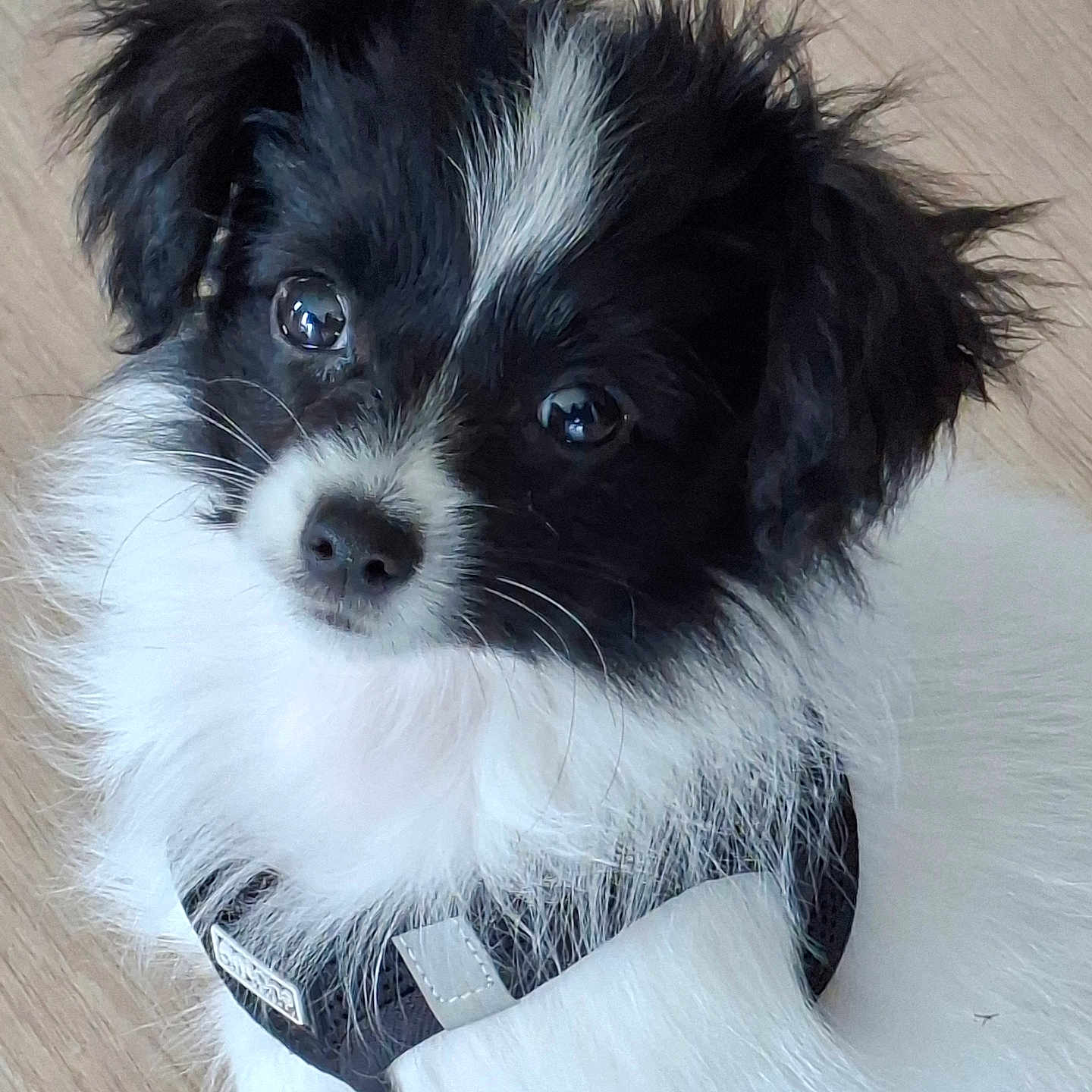 Billy participe au concours pour gagner de l'argent avec cette photo : adorable, animal, black_and_white, closeup, companion, curious, cute, dog, domestic_animal, fluffy, fur, harness, indoors, looking_up, pet, puppy, sitting, small_dog, wooden_floor, young_dog
