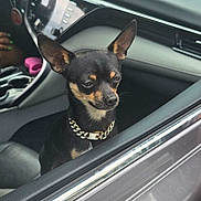 Lilbit joined the competition — help win amazing prizes! dog, small_dog, chihuahua, car_interior, car_window, dog_collar, black_dog, tan_markings, pet, animal, vehicle, modern_car, seat, dashboard, person_hand, green_nails, calm, looking_out, side_view, daylight