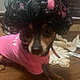 dog, pet, costume, wig, curly_hair, pink_shirt, indoor, wooden_table, animal, small_dog, playful, cute, brown_fur, black_fur, close_up, resting, domestic, funny, accessory, portrait