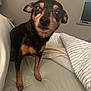 Lilbit joined the competition — help win amazing prizes! dog, small_dog, black_dog, tan_dog, bed, bedding, striped_bedding, blanket, indoor, pet, canine, fur, ears, face, nose, paw, curious, animal, household, sleeping_area