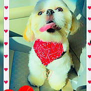 Remy joined the competition — help win amazing prizes! dog, bandana, red, car_seat, tongue_out, white_fur, cute, pet, heart_border, sunlight, happy, portrait, fluffy, animal, domestic_animal, vehicle_interior, sitting, close_up, playful, companion