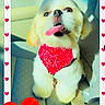dog, bandana, red, car_seat, tongue_out, white_fur, cute, pet, heart_border, sunlight, happy, portrait, fluffy, animal, domestic_animal, vehicle_interior, sitting, close_up, playful, companion