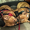 dog, pet, sleeping, bed, harness, brown, indoor, floor, tile, leash, rope, cozy, resting, animal, companion, two_dogs, close_up, cute, snuggle, domestic