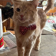Jack is registered to the contest to win money with this photo: cat, one_eyed_cat, bow_tie, orange_cat, tortoiseshell_cat, table, indoor, feline, pet, domestic_animal, close_up, whiskers, curious, cute, animal, mammal, household, furniture, domestic_life, portrait