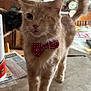 cat, one_eyed_cat, bow_tie, orange_cat, tortoiseshell_cat, table, indoor, feline, pet, domestic_animal, close_up, whiskers, curious, cute, animal, mammal, household, furniture, domestic_life, portrait