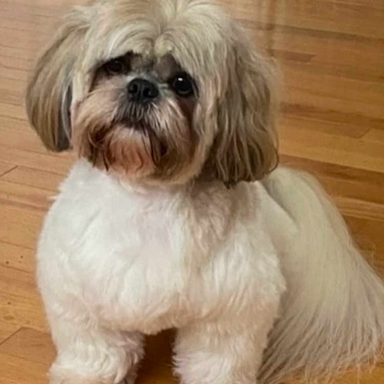 His Name Is Bb is registered to the contest to win money with this photo: adorable, animal, companion, curious, cute, cute_pet, dog, domestic, face, fluffy, fur, groomed, indoor, mammal, pet, portrait, sitting, small_dog, tail, wooden_floor