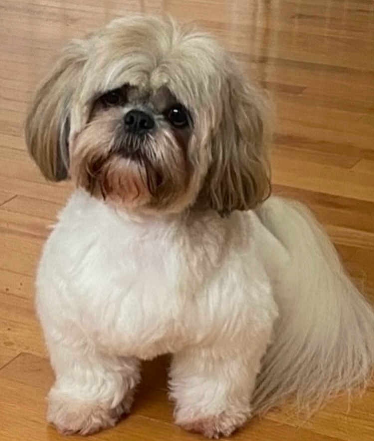 His Name Is Bb is registered to the contest to win money with this photo: adorable, animal, companion, curious, cute, cute_pet, dog, domestic, face, fluffy, fur, groomed, indoor, mammal, pet, portrait, sitting, small_dog, tail, wooden_floor