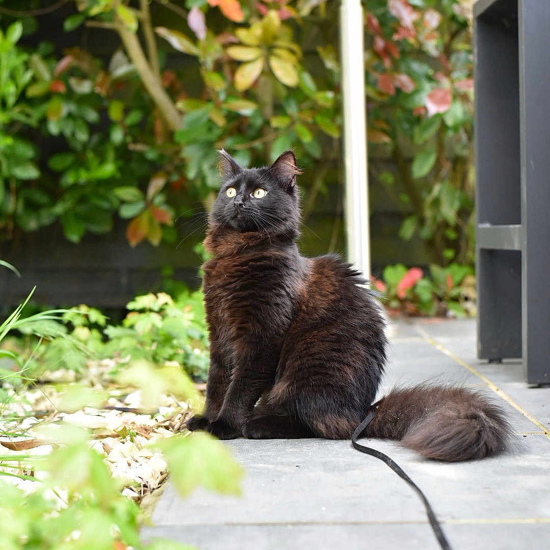 Kiara participe au concours pour gagner de l'argent avec cette photo : animal, backyard, blackcat, canine, cat, dog, flagstone, garden, kitten, leaf, manx, nature, outdoors, path, pet, plant, pottedplant, slate, walkway, yard