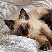 Rio a rejoint le concours — aidez-le/la à gagner de superbes lots ! cat, kitten, siamese, blue_eyes, pet, animal, feline, cute, lying_down, bed, blanket, soft, fur, whiskers, ears, paw, indoor, cozy, resting, close_up