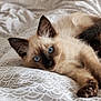 cat, kitten, siamese, blue_eyes, pet, animal, feline, cute, lying_down, bed, blanket, soft, fur, whiskers, ears, paw, indoor, cozy, resting, close_up