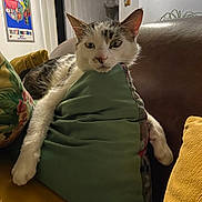 Choupy participe au concours pour gagner de l'argent avec cette photo : animal, cat, comfort, couch, cozy, ears, face, fur, home, indoor, living_room, paw, pet, pillow, relaxed, resting, soft, tabby, whiskers, white