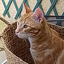 animal, basket, cat, closeup, cozy, curious, domestic_cat, ears, eyes, feline, indoor, lattice, orange_tabby, pet, side_profile, still_life, texture, wall, whiskers, woven