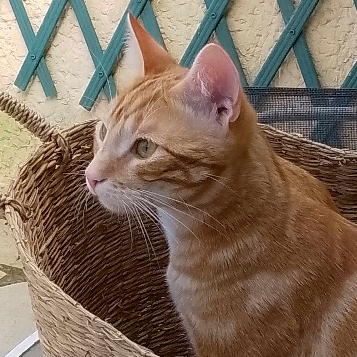 Velvet a rejoint le concours — aidez-le/la à gagner de superbes lots ! animal, basket, cat, closeup, cozy, curious, domestic_cat, ears, eyes, feline, indoor, lattice, orange_tabby, pet, side_profile, still_life, texture, wall, whiskers, woven