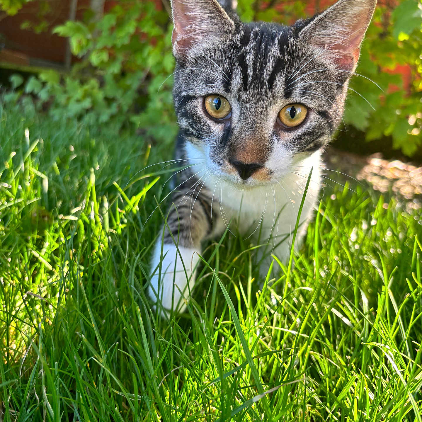 Minou a rejoint le concours — aidez-le/la à gagner de superbes lots ! abyssinian, animal, backyard, cat, field, grass, grassland, green, herbal, herbs, kitten, lawn, leaf, manx, nature, outdoors, pet, plant, vegetation, yard