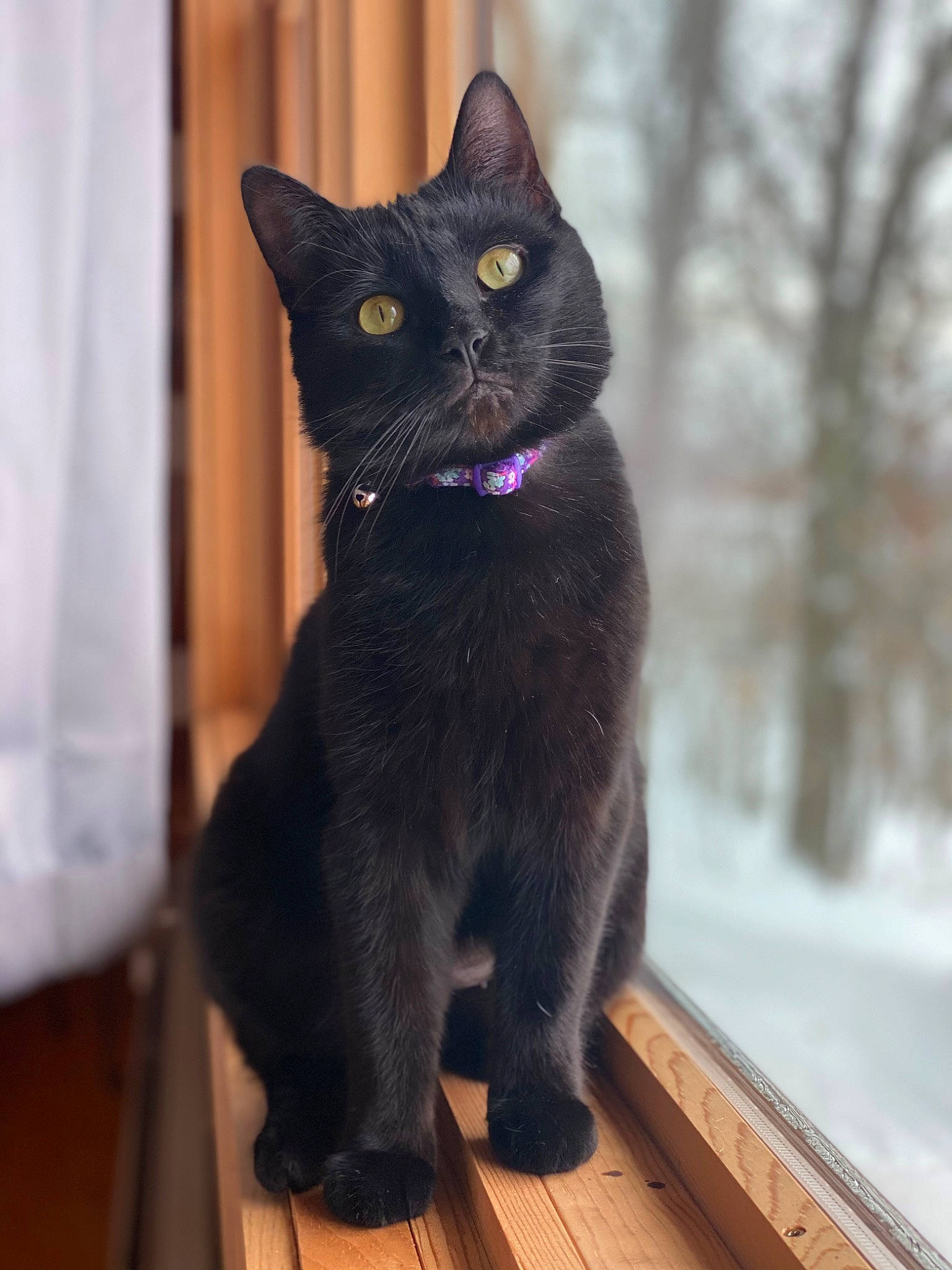 Bebe joined the competition — help win amazing prizes! black_cat, bombay, carnivore, cat, domestic_short_haired_cat, felidae, fur, havana_brown, small_to_medium_sized_cats, snout, tail, terrestrial_animal, tree, whiskers, wood