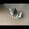 cat, kitten, tabby, animal, pet, sitting, cardboard, egg_carton, tiled_floor, indoor, home, portrait, looking_at_camera, ears, whiskers, striped_fur, gray_fur, cute, funny, smartphone_screenshot