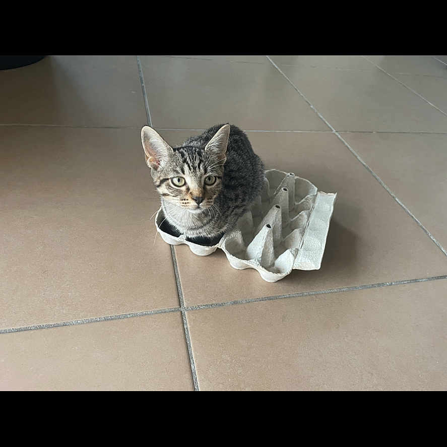 Zezette a rejoint le concours — aidez-le/la à gagner de superbes lots ! cat, kitten, tabby, animal, pet, sitting, cardboard, egg_carton, tiled_floor, indoor, home, portrait, looking_at_camera, ears, whiskers, striped_fur, gray_fur, cute, funny, smartphone_screenshot
