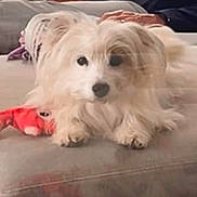 Molly participe au concours pour gagner de l'argent avec cette photo : couch, cute, dog, domestic_animals, eyes, face, fluffy, furniture, indoor, living_room, long_hair, nose, paw, pet, relaxed, sitting, small_dog, stuffed_toy, toy, white_fur