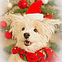 Molly participe au concours pour gagner de l'argent avec cette photo : canine, christmas_ornaments, christmas_scarf, christmas_tree, cute, decorations, dog, festive, fluffy_dog, green, happy, holiday, indoors, pet, portrait, red, santa_hat, smiling, white_dog, winter_clothing