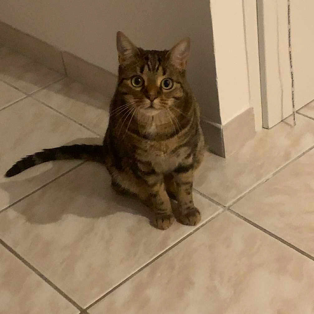 Twixx participe au concours pour gagner de l'argent avec cette photo : abyssinian, accessories, angora, animal, cat, egyptiancat, flagstone, hardwood, indoors, interiordesign, kitten, leash, manx, path, pet, slate, strap, tile, walkway, wood