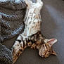 abyssinian, animal, architecture, blanket, building, cat, chair, couch, cushion, egyptiancat, furniture, homedecor, indoors, kitten, livingroom, manx, person, pet, room, sleeping
