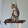 abyssinian, accessories, animal, cat, egyptiancat, kitten, manx, pet, plywood, shelf, siamese, strap, wood