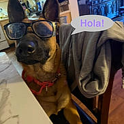 Canela joined the competition — help win amazing prizes! dog, glasses, table, chair, kitchen, speech_bubble, jacket, indoor, furniture, television, brown_dog, pet, animal, canine, collar, household, casual, wearing, sitting, greeting