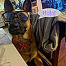 dog, glasses, table, chair, kitchen, speech_bubble, jacket, indoor, furniture, television, brown_dog, pet, animal, canine, collar, household, casual, wearing, sitting, greeting
