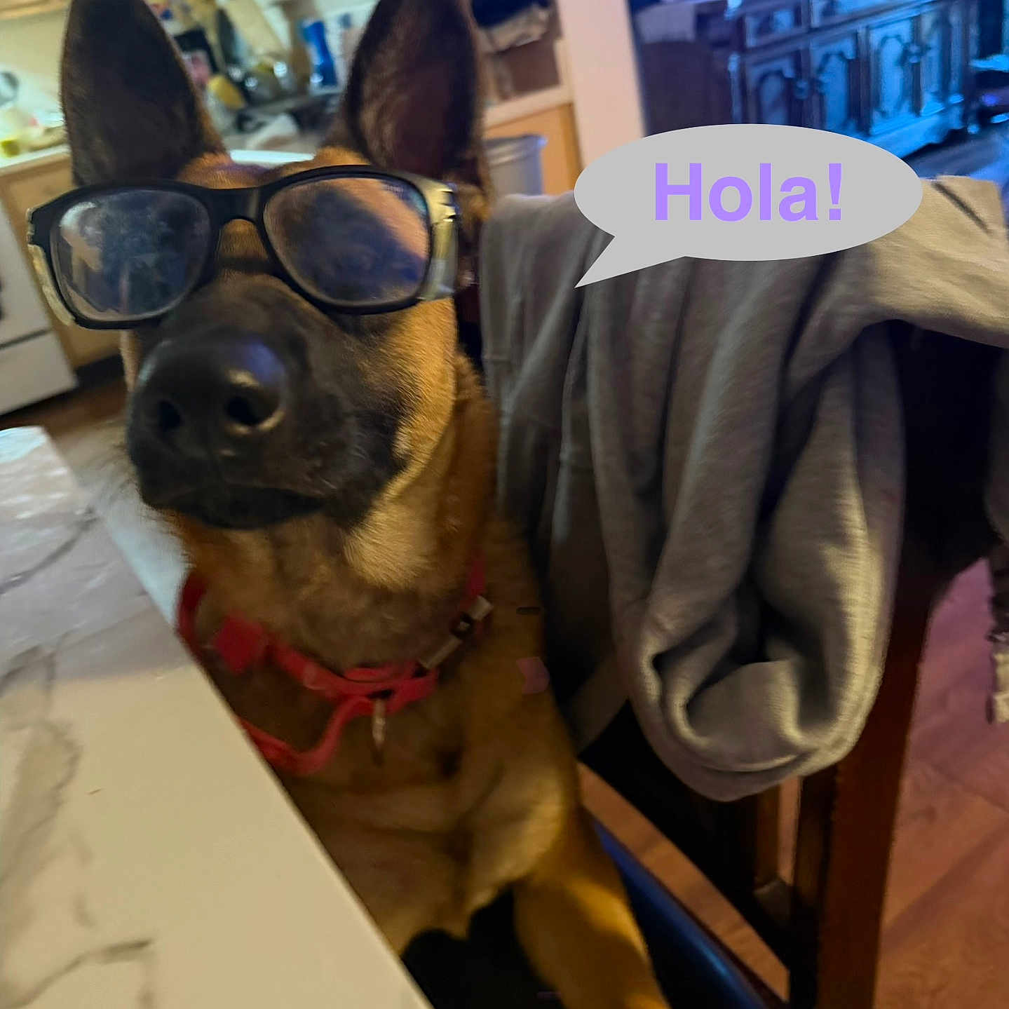 Canela joined the competition — help win amazing prizes! dog, glasses, table, chair, kitchen, speech_bubble, jacket, indoor, furniture, television, brown_dog, pet, animal, canine, collar, household, casual, wearing, sitting, greeting