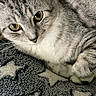 animal, blanket, cat, close_up, cozy, cute, domestic_cat, feline, fur, gray_tabby, indoor, mammal, paw, pet, relaxed, resting, sleepy, star_pattern, whiskers, yellow_eyes
