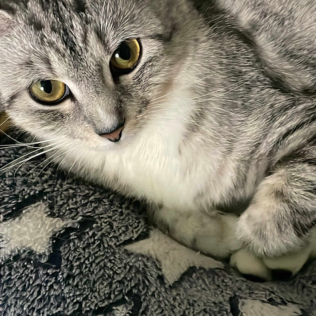 Penny