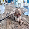 Alf a rejoint le concours — aidez-le/la à gagner de superbes lots ! dog, leash, wooden_floor, outdoor, cafe, chair, table, person, people, seating, cushion, potted_plant, glass_door, happy, tongue_out, relaxed, daylight, casual, fur, pet