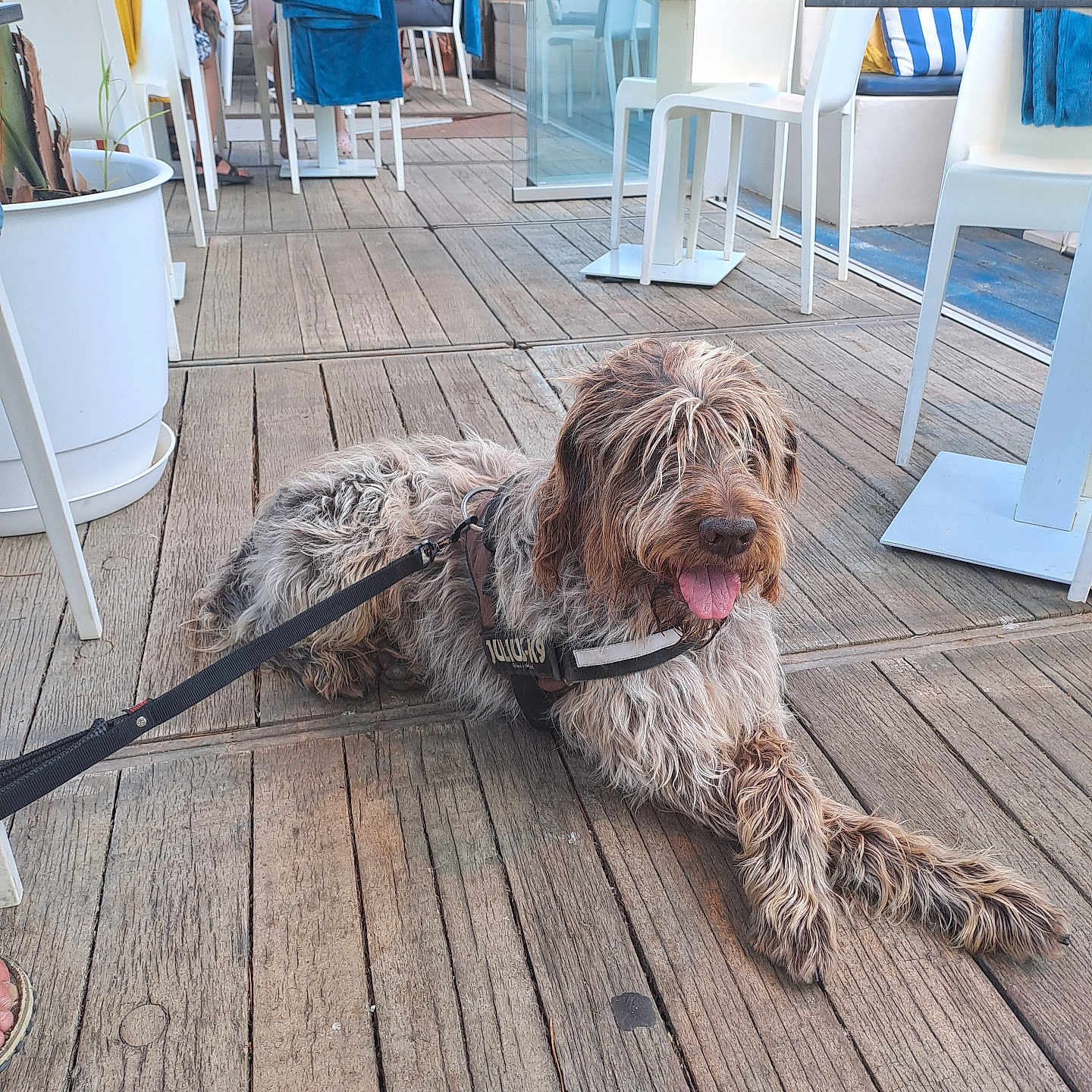 Alf