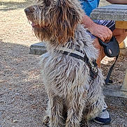 Alf a rejoint le concours — aidez-le/la à gagner de superbes lots ! dog, leash, person, outdoor, park, bench, grass, tree, fur, sitting, pet, animal, canine, shaggy, happy, handler, casual_clothing, footwear, daylight, nature