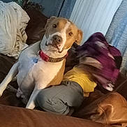 Odie joined the competition — help win amazing prizes! animal, blankets, blur, brown_leather_couch, canine, casual, collar, curtains, dog, domestic, fabric, furniture, home, indoor, living_room, person, pet, relaxed, resting, seated