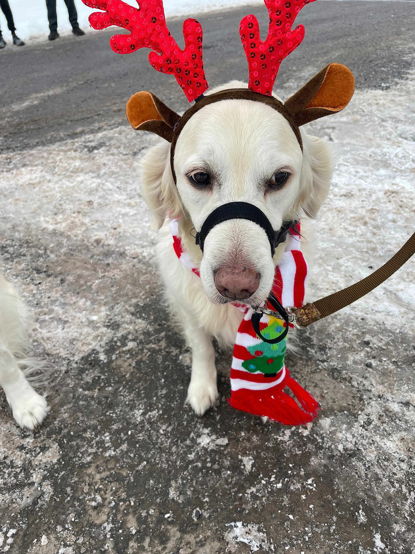 Misty joined the competition — help win amazing prizes! dog, white_dog, antlers, holiday_scarf, winter, snow, ice, leash, outdoor, pet, festive, costume, canine, animal, walking, cold_weather, accessory, cute, portrait, seasonal