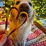 dog, golden_retriever, candy_cane, heart_shape, christmas_tree, holiday_lights, festive, indoor, pet_bed, patterned_bed, hand, nail_polish, window, winter, decorations, cute, sniffing, close_up, warm_lighting, cozy