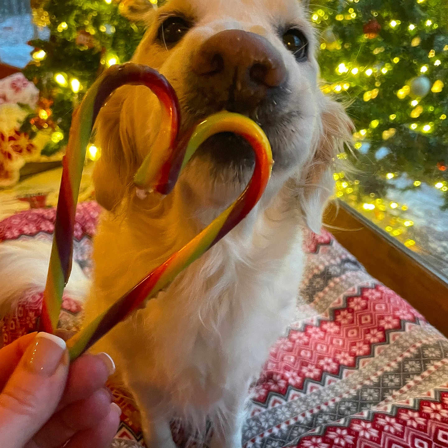 Bailey is registered to the contest to win money with this photo: candy_cane, christmas_tree, close_up, cozy, cute, decorations, dog, festive, golden_retriever, hand, heart_shape, holiday_lights, indoor, nail_polish, patterned_bed, pet_bed, sniffing, warm_lighting, window, winter