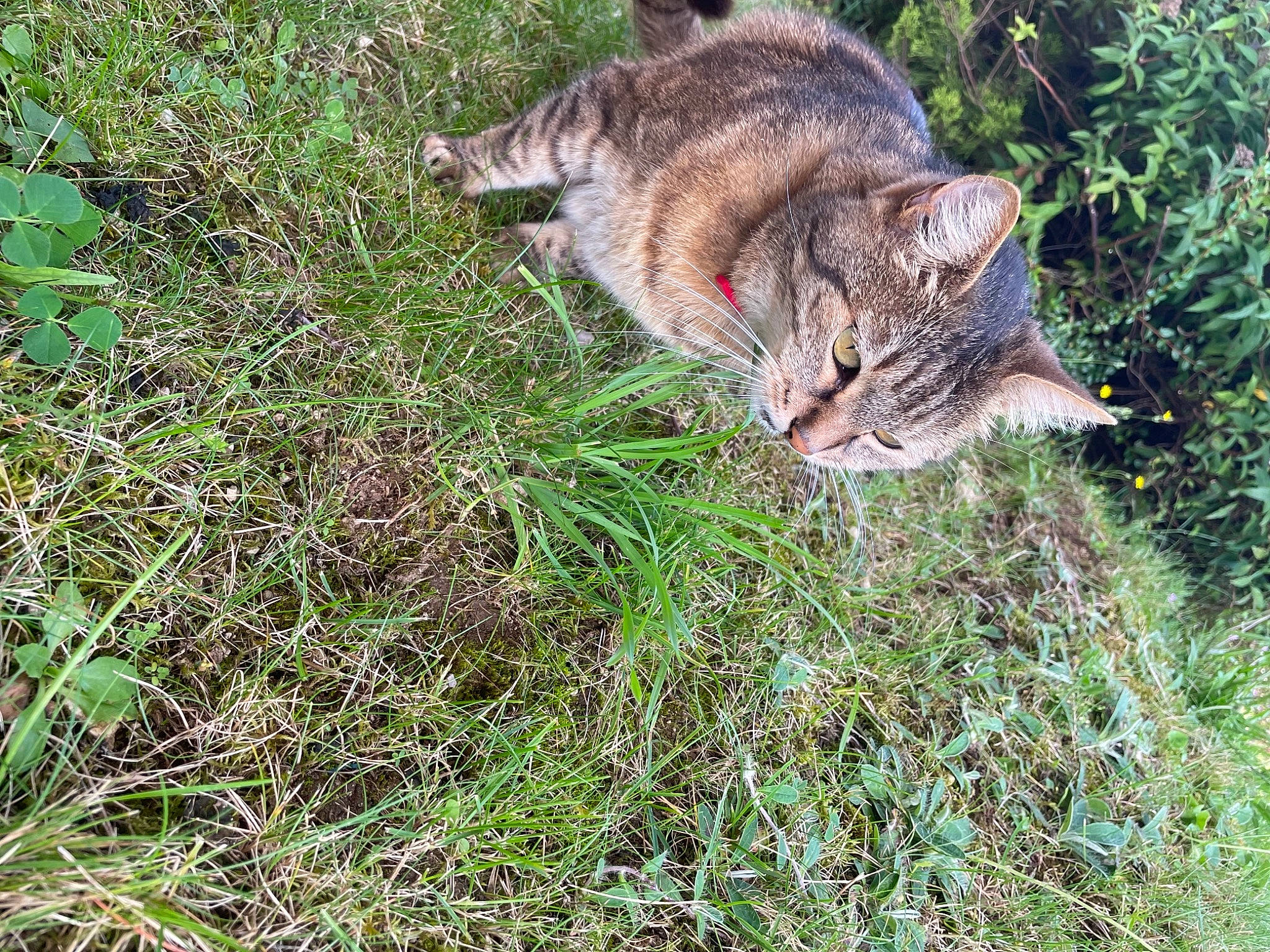 Curieuse a rejoint le concours — aidez-le/la à gagner de superbes lots ! carnivore, cat, domestic_short_haired_cat, fawn, felidae, fur, grass, grassland, groundcover, hierochloe, plant, poales, small_to_medium_sized_cats, tail, terrestrial_animal, whiskers, wildlife