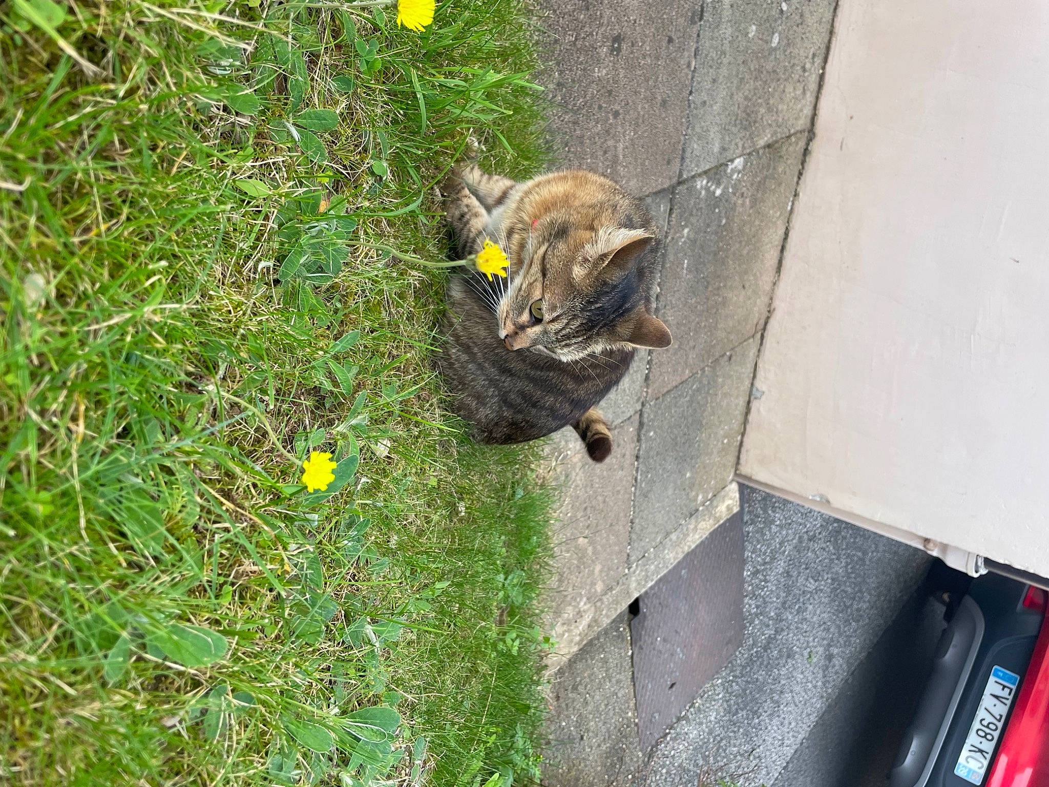 Curieuse a rejoint le concours — aidez-le/la à gagner de superbes lots ! asphalt, carnivore, cat, domestic_short_haired_cat, felidae, flower, fur, grass, groundcover, plant, road_surface, sidewalk, small_to_medium_sized_cats, snout, soil, tail, terrestrial_animal, vehicle_door, whiskers, wildlife