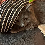 Zoltar joined the competition — help win amazing prizes! cat, gray_cat, fluffy, hat, striped_hat, pet, animal, indoor, cozy, relaxed, feline, close_up, texture, leather_surface, decor, warm_lighting, soft_focus, cute, resting, domestic_animal
