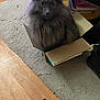 Zoltar joined the competition — help win amazing prizes! cat, gray_cat, cardboard_box, indoor, pet, animal, curious, fur, fluffy, sitting, looking, floor, rug, wood_floor, notebook, stacked_books, home, cozy, cute, whiskers