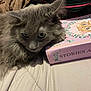 Zoltar joined the competition — help win amazing prizes! cat, gray_cat, fluffy, book, illustration, pink, fabric, striped_clothing, resting, closeup, indoor, pet, animal, cute, cozy, feline, portrait, soft_texture, relaxed, decorative
