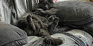 Zoltar joined the competition — help win amazing prizes! cat, gray_cat, fluffy, couch, cushions, indoor, pet, furniture, relaxing, living_room, blanket, striped_shirt, table, mug, cozy, home, animal, domestic_cat, fur, resting