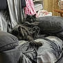 cat, gray_cat, fluffy, couch, cushions, indoor, pet, furniture, relaxing, living_room, blanket, striped_shirt, table, mug, cozy, home, animal, domestic_cat, fur, resting